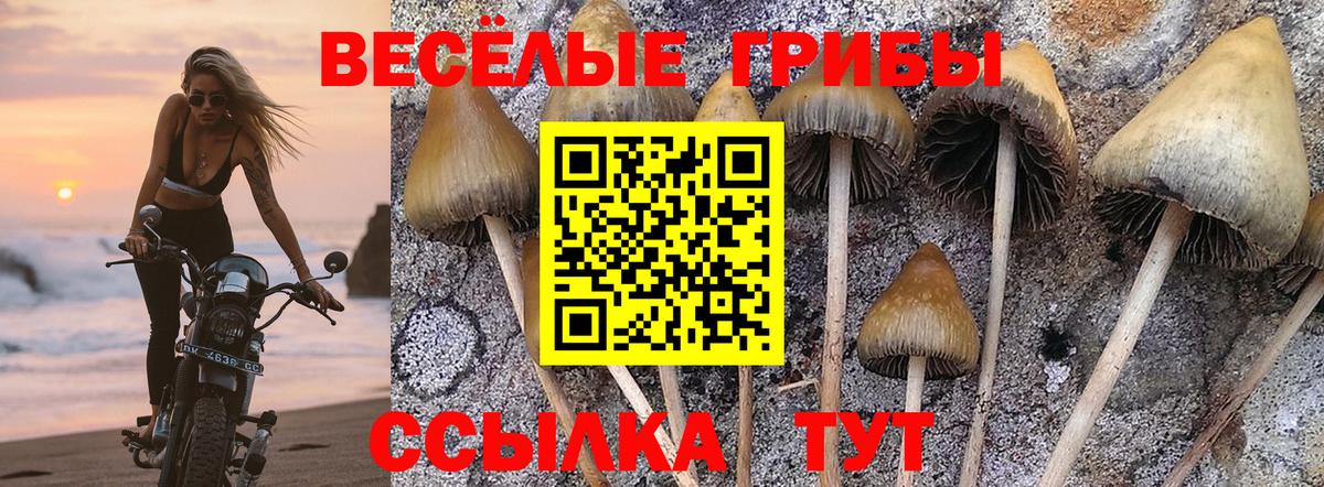 Галлюциногенные грибы Magic Shrooms  Вход с VPN  Галлюциногенные грибы Psilocybine cubensis  Ставрополь 